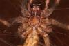 Eratigena sp.